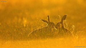 European hares