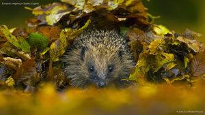 European hedgehog in Sussex, England