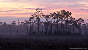 A stand of slash pines and sawgrass prairie, Everglades National Park, Florida