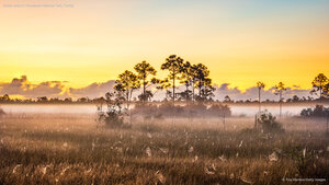 Spider webs in Everglades National Park, Florida