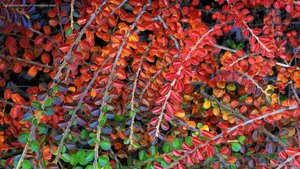 Fall-colored leaves of cotoneaster plant