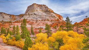 Fall colors in Zion National Park, Utah