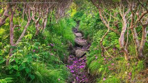 Fallen rhododendron petals line a trail through Pisgah National Forest, North Carolina
