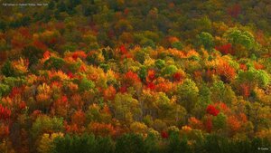 Fall foliage in Hudson Valley, New York