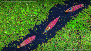 Farmers collecting water lilies in the Satla marshland near Bagdha, Barisal, Bangladesh