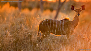 Female greater kudu in Chobe National Park, Botswana