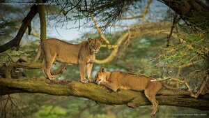 Female lions in the forest surrounding Lake Nakuru, Kenya