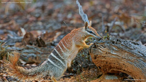 Female numbat in Brookton, Western Australia