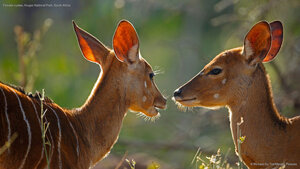 Female nyalas, Kruger National Park, South Africa