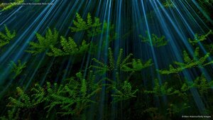 Ferns in the Oregon side of the Columbia River Gorge