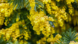 Mimosa