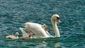 Cigno reale con i suoi piccoli, Lago di Garda, Lombardia