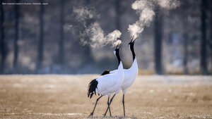 Red-crowned cranes in Kushiro, Hokkaido, Japan