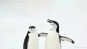 Chinstrap penguins, South Sandwich Islands, South Atlantic Ocean