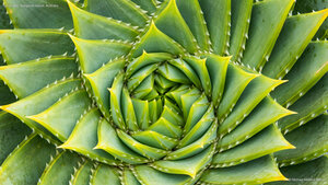 Spiral aloe, Kangaroo Island, Australia