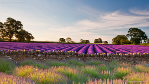 Field of lavender, Somerset, England