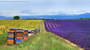 Fields of lavender and sunflowers with beehives in Provence, France
