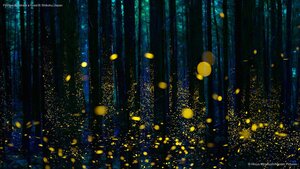 Fireflies illuminate a forest in Shikoku, Japan