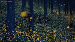 Fireflies in Nichinan, Tottori, Japan