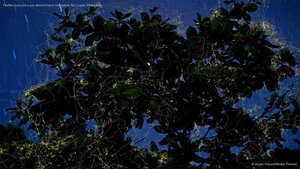 Fireflies surround a sea almond tree in Camarines Sur, Luzon, Philippines
