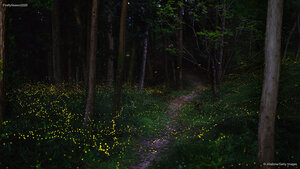 ホタルが光る森, 岡山県