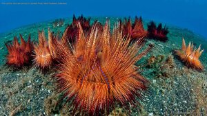 Fire urchins (aka red urchins) in Lembeh Strait, North Sulawesi, Indonesia
