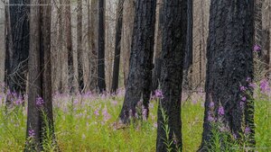 Fireweed in North Cascades National Park in Washington state