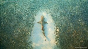 Fish avoid a shark near Heron Island, Australia