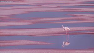 Flamant rose, Aigues-Mortes