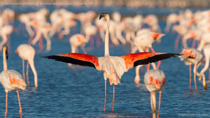Flamant rose, Saintes-Maries-de-la-Mer, Parc naturel régional de Camargue, Languedoc-Roussillon