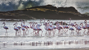 Greater flamingos, Lüderitz, Namibia