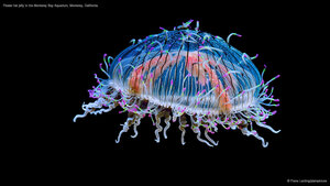 Flower hat jelly in the Monterey Bay Aquarium, Monterey, California