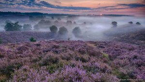 Flowering heather in The Netherlands