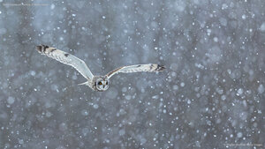 Short-eared owl hunting in heavy snow