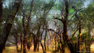 Foothill Regional Park near Windsor, California