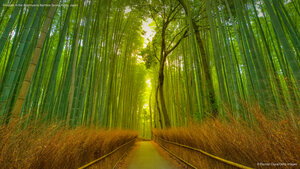 Footpath in the Arashiyama Bamboo Grove, Kyoto, Japan