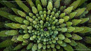For Earth Month, a symmetrical forest known as a Nelder plot