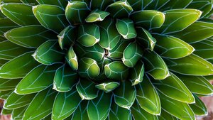 For Fibonacci Day, an agave plant