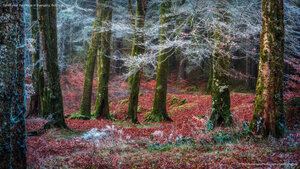 Forest near the village of Invergarry, Scotland