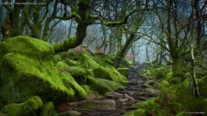 Forest path in Padley Gorge, Derbyshire, England