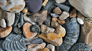Fossils of belemnites and ammonites, Jurassic Coast, Dorset, England