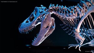 Fossil skeleton of a Tyrannosaurus rex