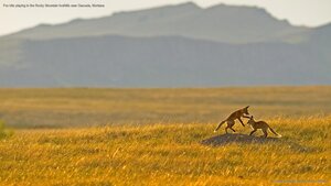 Fox kits playing in the Rocky Mountain foothills near Cascade, Montana