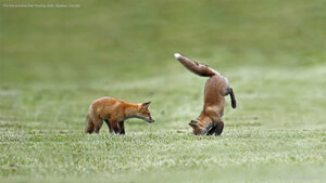 Fox kits practice their hunting skills, Quebec, Canada