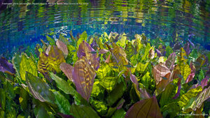 Freshwater plants and tetra fish, Aquário Natural, Rio Baía Bonita, Mato Grosso do Sul, Brazil