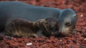 Galápagos sea lion and pup, Rábida Island, Galápagos Islands, Ecuador
