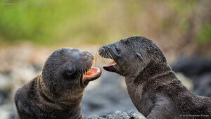 Galápagos sea lion pups on Santiago Island, Ecuador