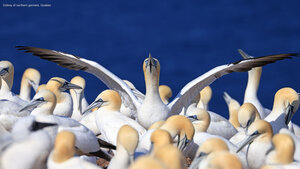 Colony of northern gannets, Quebec