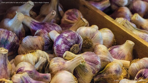 Fresh garlic bulbs for sale at the garlic farm on the Isle of Wight, England