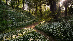 Wild garlic, Greatwood Copse, Isle of Wight, England